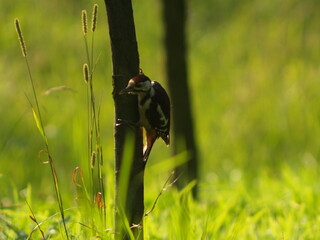 Great spotted woodpecker in the young forest © Krzysztof