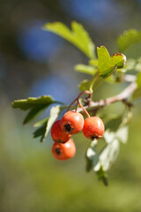 Hawthorn Crataegus bush fruits leaves nature flora Bulgaria