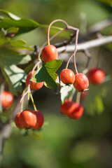 Hawthorn Crataegus bush fruits leaves nature flora Bulgaria