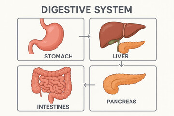 Human Digestive System Illustration showing Stomach, Liver, Intestines, and Pancreas Illustration
