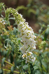 Buddleja davidii White Profusion shrub beautiful white flowers green leaves nature flora Bulgaria