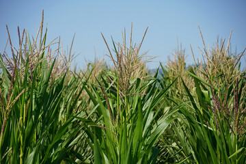 Corn plant of the family Cereals Zea mays food forage industrial crop field flora nature agriculture