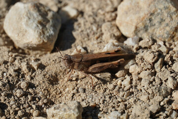 Arphia conspersa spotted grasshopper spotted band-winged family Acrididae nature fauna Bulgaria