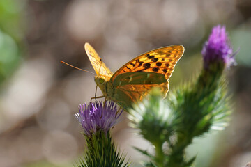 
Fritillary pandora Argynnis day butterfly from the family Nymphalidae insect sits on a flower flora and fauna nature