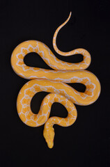 retic python