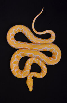 Python Reticulatus Lucy