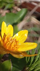 Photo of a vibrant yellow flower blooms in the spring sunshine, showcasing its delicate petals