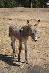 funny gray little donkey pet fauna nature