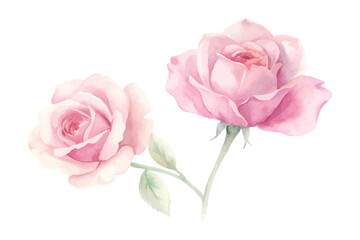 Watercolor pink rose bouquets