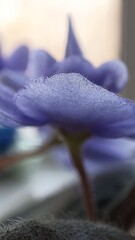 Photo of a closeup shot reveals the delicate beauty of a vibrant purple flower in full bloom