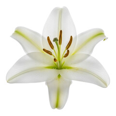 Fototapeta premium A close up of a white lily flower with brown stamens and a green center on a black background created with generative ai