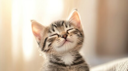 Fototapeta premium Sweet Cat's Serenity: A close-up shot captures the endearing expression of a tabby kitten basking in gentle light, embodying contentment and peace.