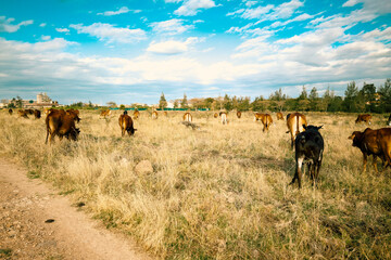 Scenic view of Masai boran cattle grazing in the wild at the Savannah Grasslands of Syokimau Suburb in Machakos County, Kenya