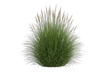 Ornamental Grass Bush with Transparent Background, Lush Green Leaves and Wheat Color Seedheads