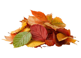 Mixed pile of autumn leaves with soft shadow, isolated