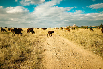 Scenic view of Masai boran cattle grazing in the wild at Syokimau Suburb in Machakos County, Kenya 
