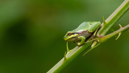 small tree frog perched on a branch with thorns