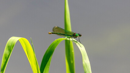 closeup of a green dragonfly perched on a leaf of reed
