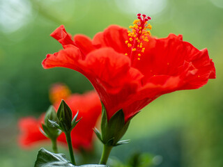 bright red blooming hibiscus flower