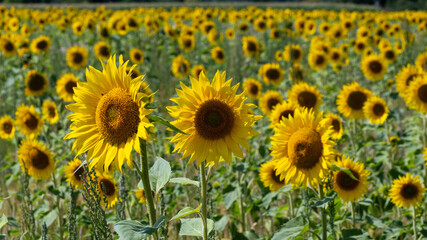 agricultural field with blooming sunflowers in summertime