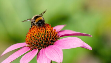 bumblebee in search of pollen on a blooming flower