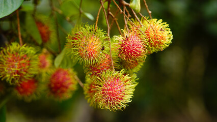 Red rambutan fruit hanging from the tree