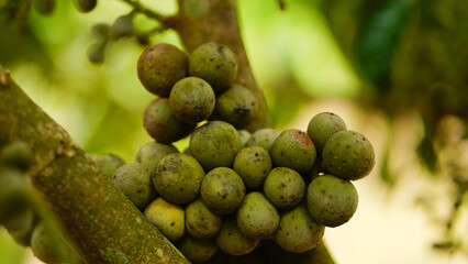 Longkong fruits hanging on the tree