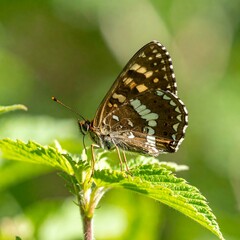 Obraz premium Butterfly perched on a leaf