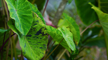 Beautiful green and black color of Elephant's Ear Colocasia 'Mojito'