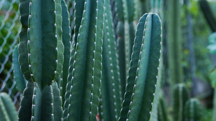 Cereus jamacaru (Queen of the night). A tropical Cactaceae plant native to South America. White...