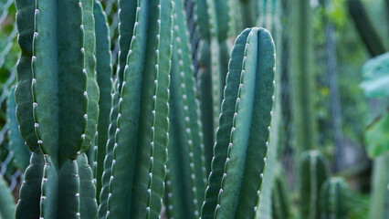 Cereus jamacaru (Queen of the night). A tropical Cactaceae plant native to South America. White...