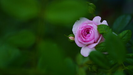 Beautiful Japanese pink rose flower plant in the garden. Blooming rose decoration.
