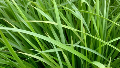 Grass Blades Overlapping thin linear forms in shades of green