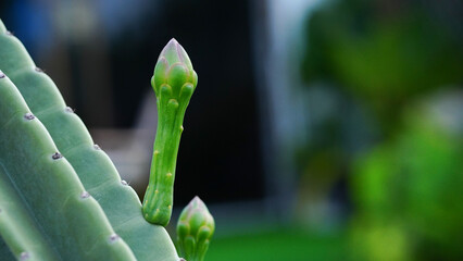 Cereus jamacaru (Queen of the night). A tropical Cactaceae plant native to South America. White...