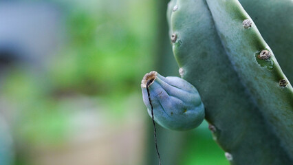Cereus jamacaru (Queen of the night). A tropical Cactaceae plant native to South America. White...