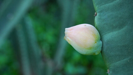 Cereus jamacaru (Queen of the night). A tropical Cactaceae plant native to South America. White flowers bloom on summer nights.
