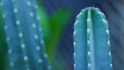 Cereus jamacaru (Queen of the night). A tropical Cactaceae plant native to South America. White...