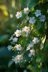 Fototapeta premium Small white flowers cascading down vines