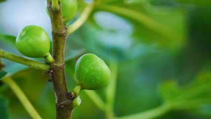 Figs are purple in color and have small, pink stems. The leaves of the fig are fragrant and can be used to make tea.