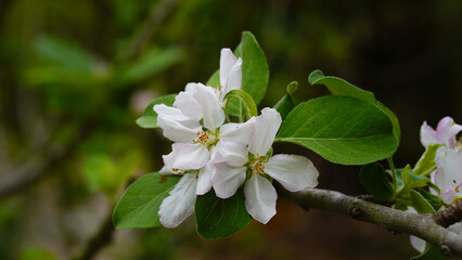 Pink and white apple blossom flowers on tree in springtime