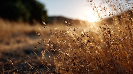 Fototapeta premium Golden grass stalks sway gently in the warm evening light, bathed in the soft glow of the setting sun.