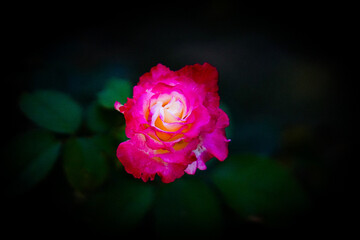 beautiful and vibrant pink, white, and yellow rose with a dark background