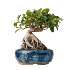 Ficus bonsai tree with thick roots and glossy green leaves on transparent background