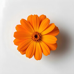 Vibrant orange calendula flower center stage on clean white background, natural beauty