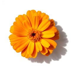 Vibrant orange calendula flower with delicate petals casting a soft shadow on a clean white background