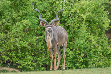 Large Male Greater Kudu (Tragelaphus strepsiceros) browsing for food in a wooded area of  South Luangwa National Park, Zambia