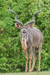 Large Male Greater Kudu (Tragelaphus strepsiceros) browsing for food in a wooded area of  South Luangwa National Park, Zambia