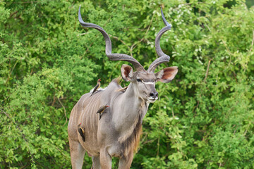 Large Male Greater Kudu (Tragelaphus strepsiceros) browsing for food in a wooded area of  South Luangwa National Park, Zambia