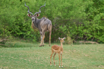 Impala (Aepyceros melampus) in South Luangwa National Park, Zambia. Greater Kudu in the background.