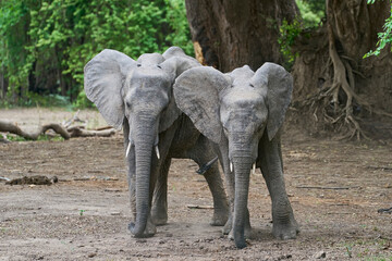 Herd of African Elephant (Loxodonta africana) with young in a wooded area in South Luangwa National Park, Zambia    